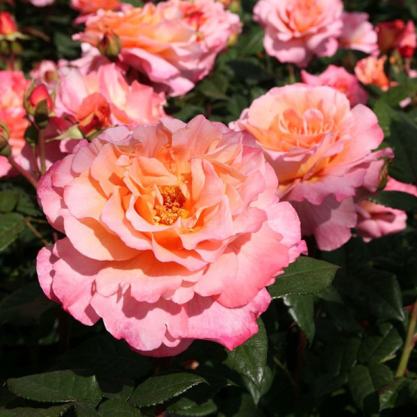 AUGUSTA LUISE® "Duftwolke" AUGUSTA LUISE® "Duftwolke"